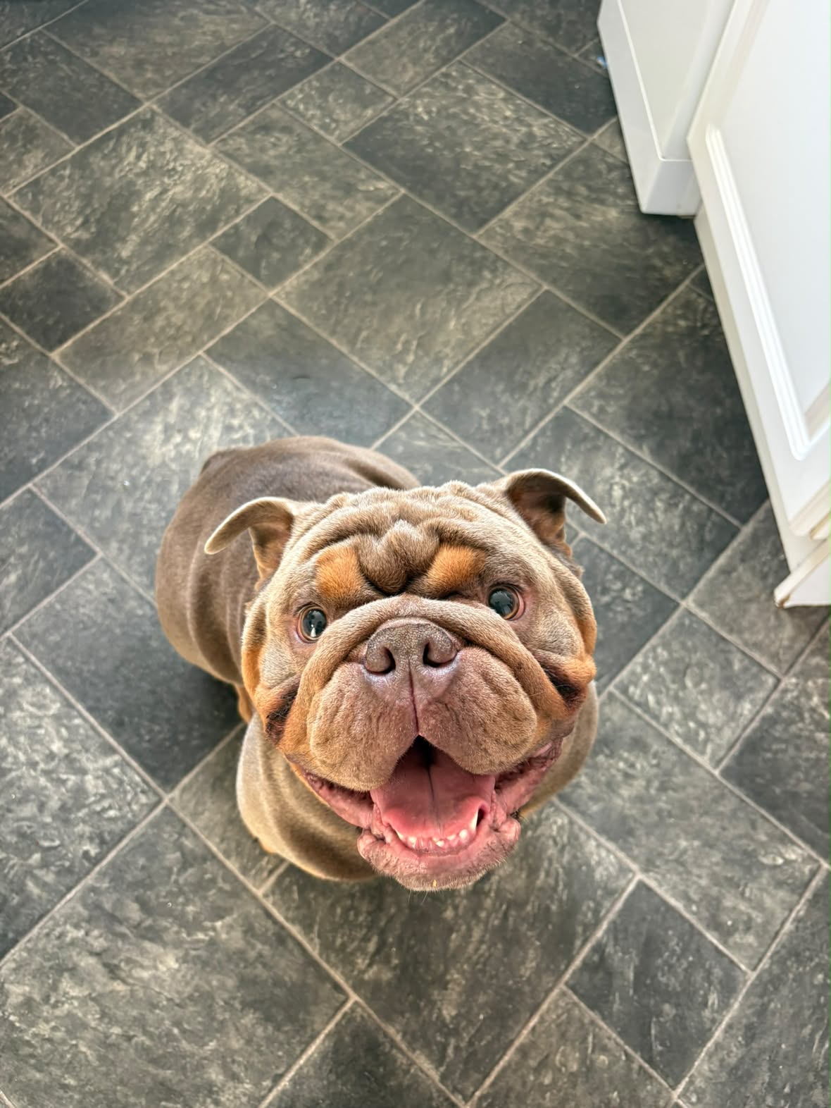 A smiling English bulldog looking up happily during a home visit