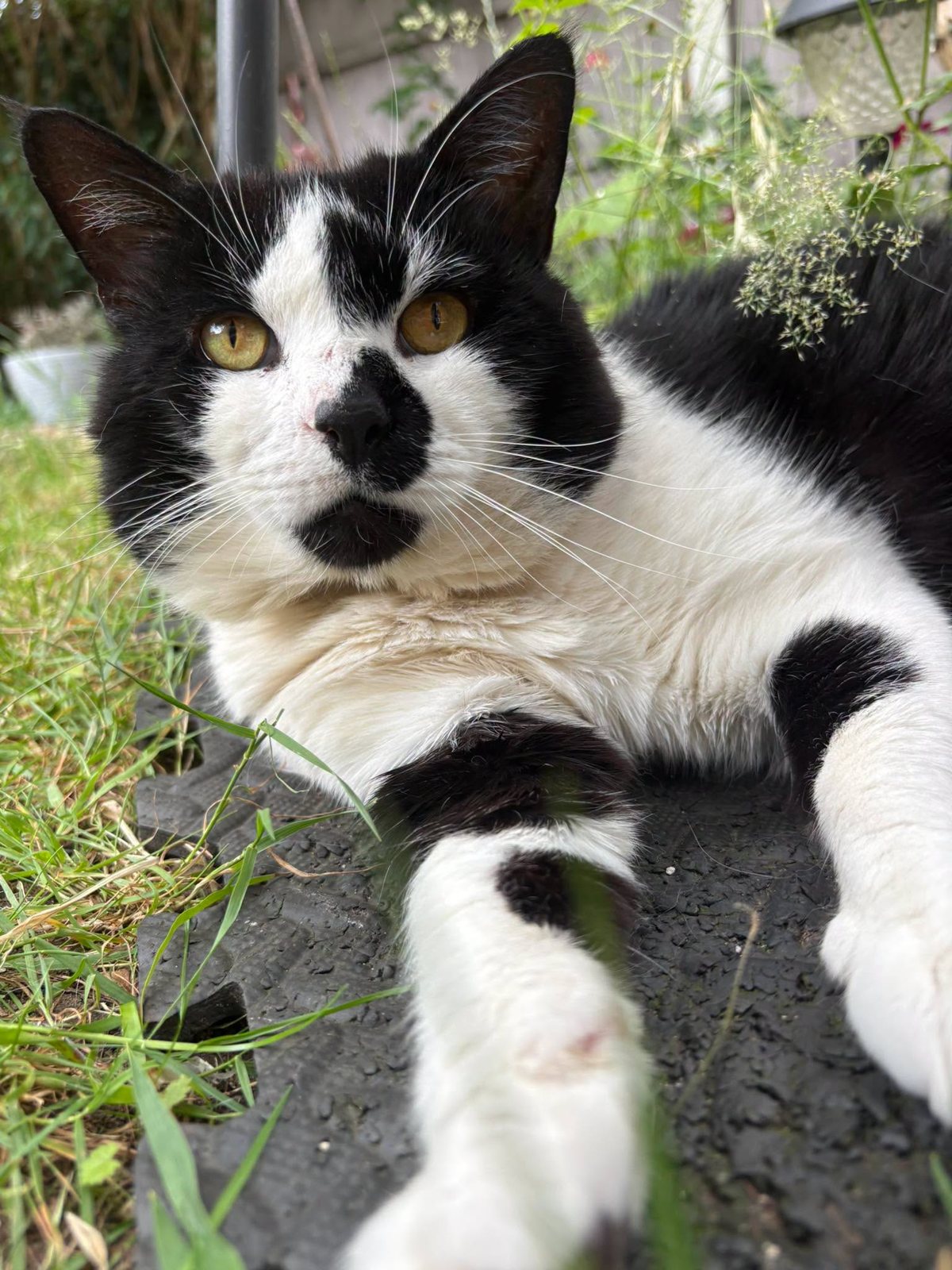 A tuxedo cat relaxing during a home pet-sitting visit