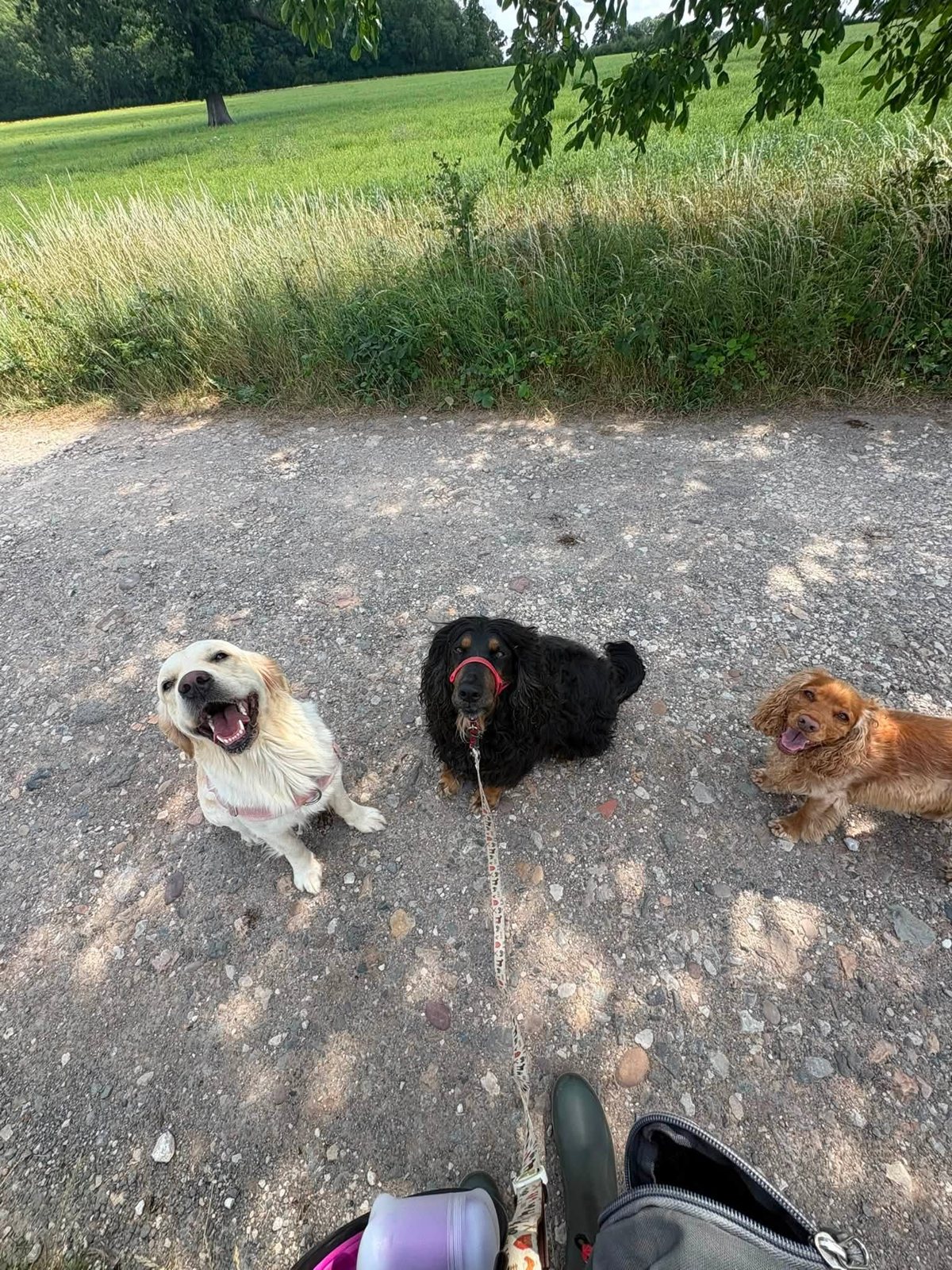 A small friendly group of dogs on a walk together