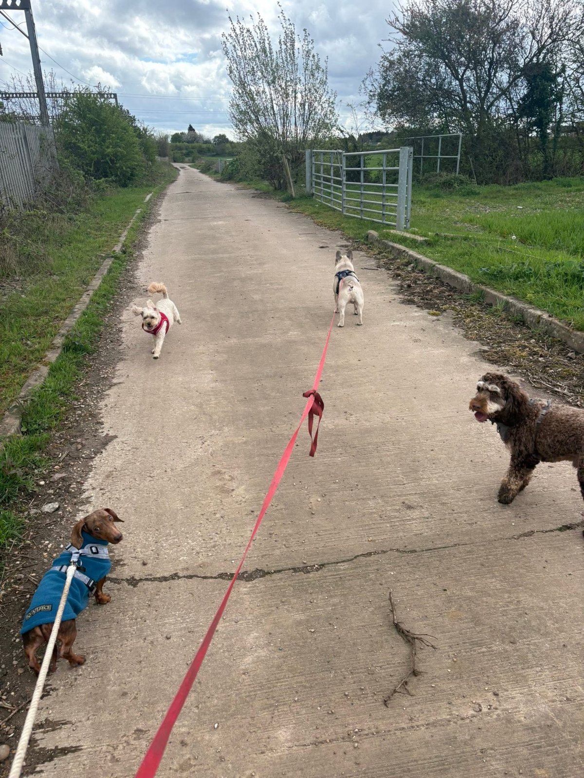 A small group of dogs on lead enjoying a walk together