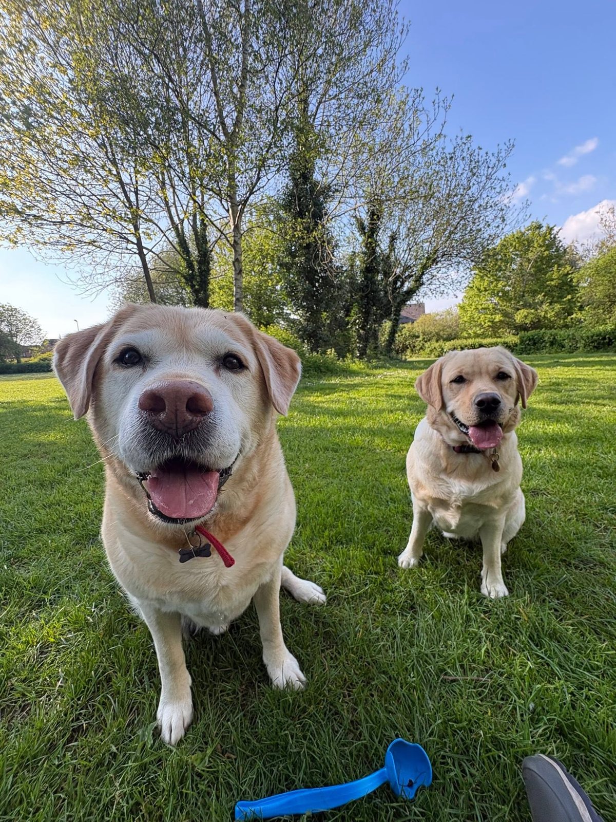 Two friendly Labradors on a group walk in the park