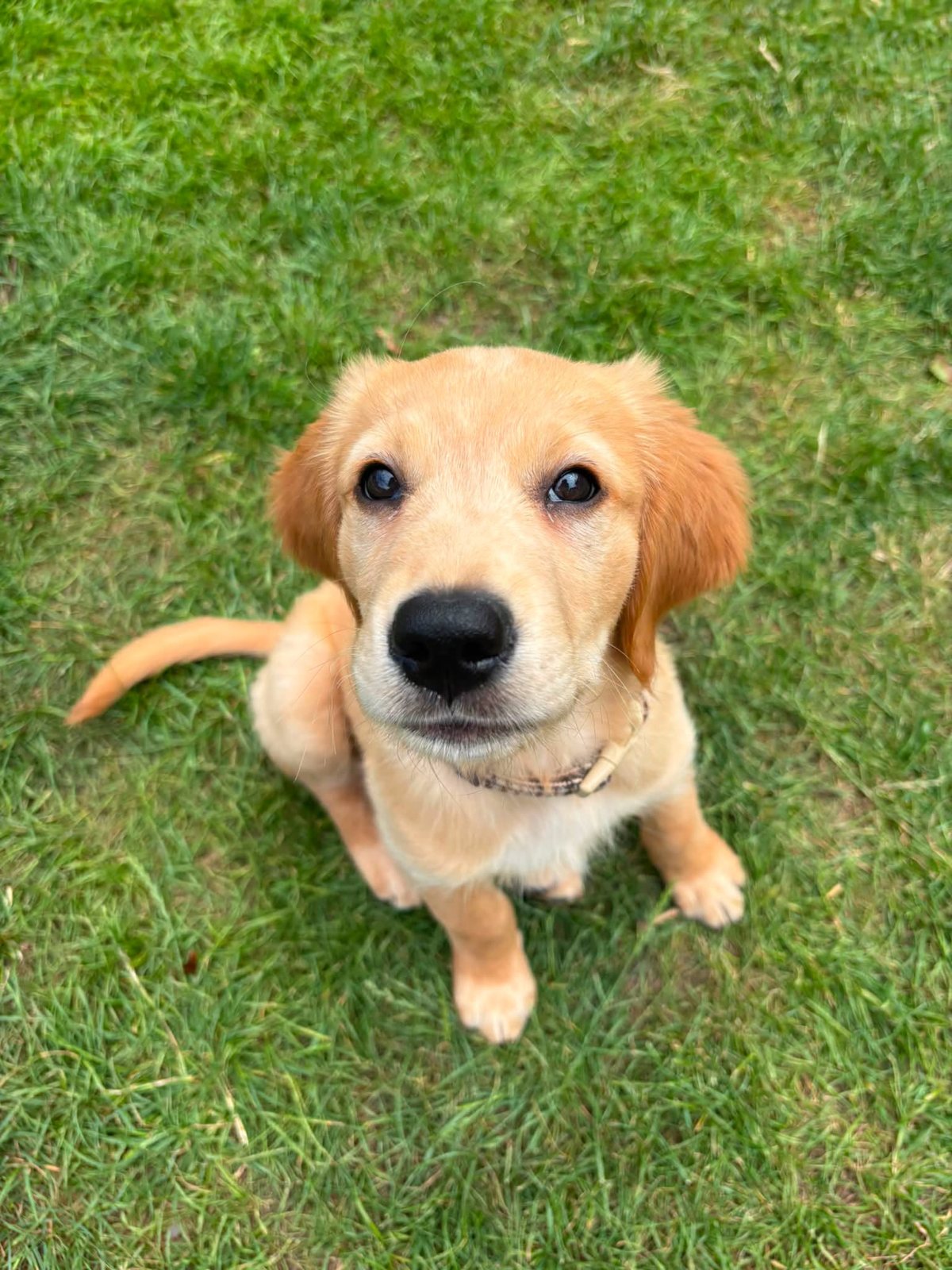 A golden retriever puppy looking up on the grass
