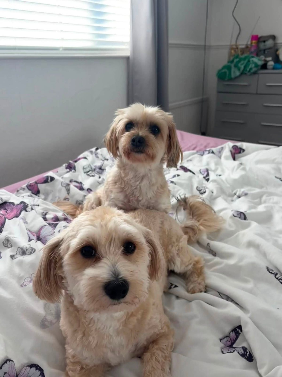 Two cute small dogs settled comfortably at home