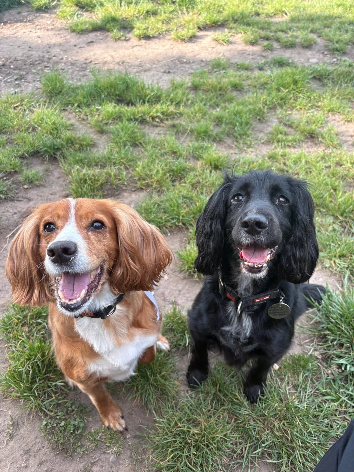 Two happy spaniels sitting together in a garden