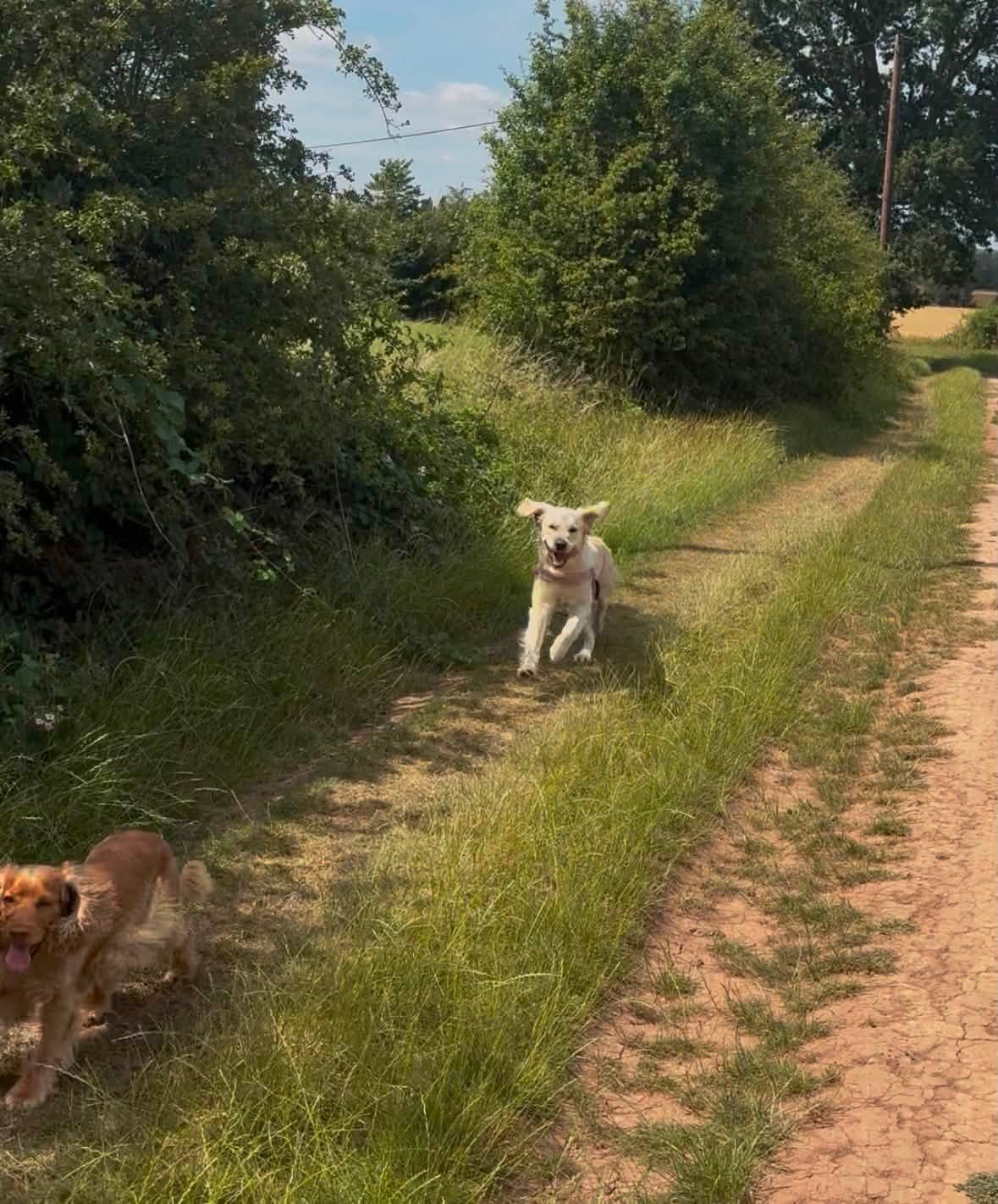A dog enjoying an off-lead run on a woodland trail